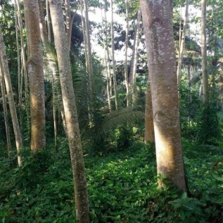 Log kayu sengon dan jabon.. Dan palet kayu