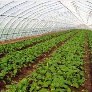 Jual Plastik UV Greenhouse (merk VATAN)