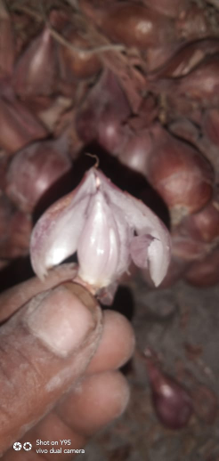Bibit Bawang Merah