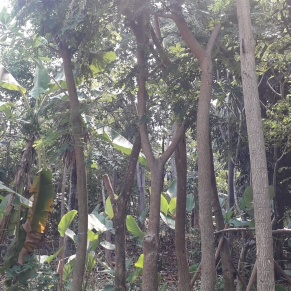 jual pohon pholtuporum.dll