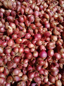 bawang merah