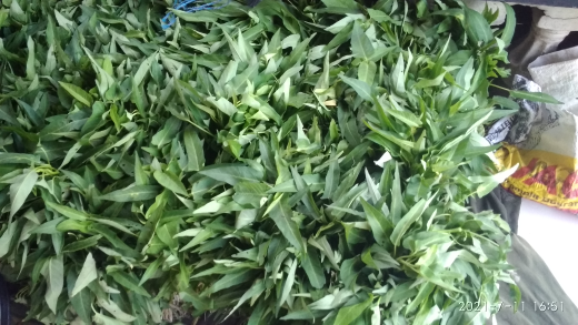 Kangkung