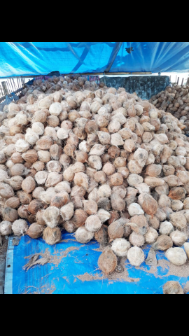 Kelapa Kupas