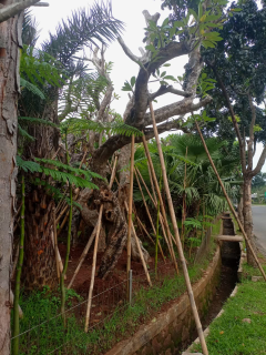 jual pohon Kamboja fosil 