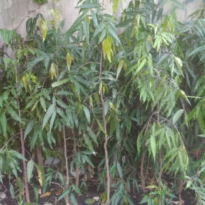 jual pohon glodokan tiang 