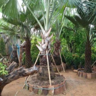 JUAL POHON PALEM BISMARKIA,BISMARKIA NOBILIS,PALEM ANGGUR,JUAL ANEKA PALEM MEWAH