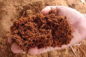 CocoPeat Media Tanam / Penyubur Tanah