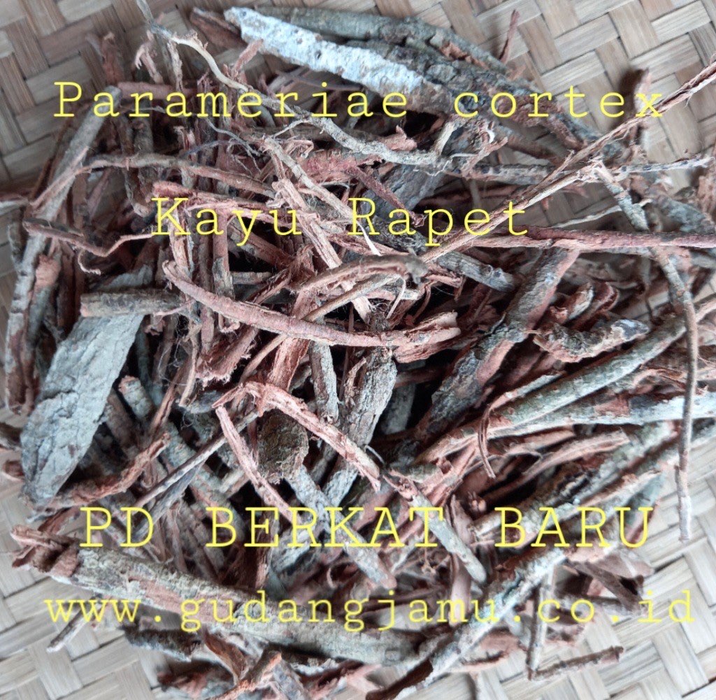 KAYU RAPAT  PARAMERIAE CORTEX
