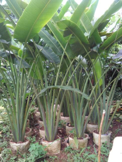 jual pohon pisang kipas 