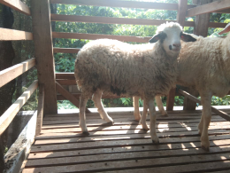 kambing Domba Qurban kurban