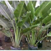 jual pohon pisang kipas 