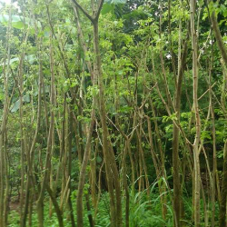jual pohon trembesi 