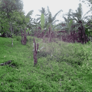 jual tanah manado(minahasa) 45850m SHM, Zona kuning, tidak bermasalah.