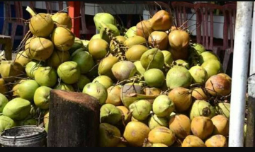 kelapa muda ijo