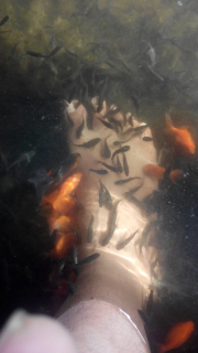 ikan terapi, ikan garrarufa, fish spa