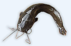 ikan lele mutiara