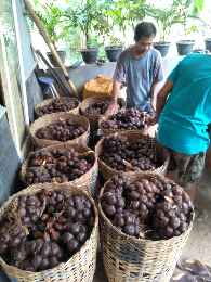 salak pondoh banjarnegara