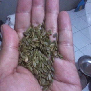 Jual Benih Sengon Laut (Paraserianthes falcataria)