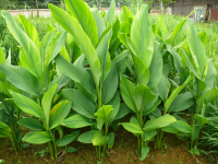 Jual Kunyit Basah Surabaya-Sidoarjo-Jawa Timur (fresh)