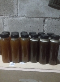 madu trigona