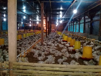 ayam potong