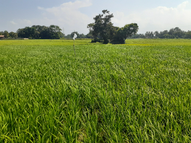 Jual Tanah Sawah Murah