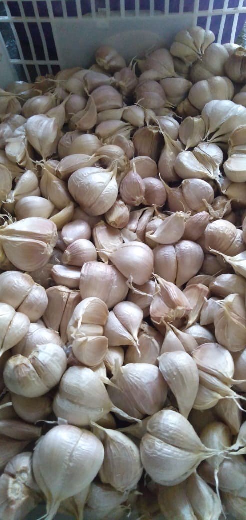 Bawang Putih Kating Bersih