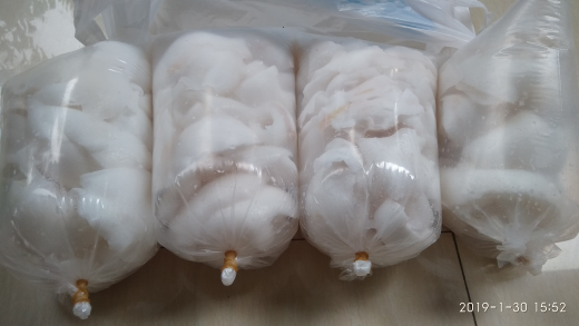 kelapa muda