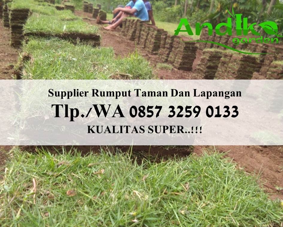 Harga Rumput Jepang Di Malang, WA  0133, ANDIKA GARDEN
