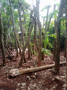 Jual pohon glodokan tiang dll.