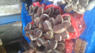 Gula merah aren rangkas baduy asli