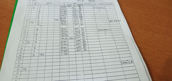 ayam petelur umur 14 hari