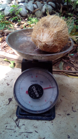 kelapa jambul