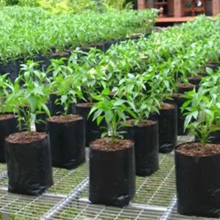 Polybag KW Super lebar 10-60cm Tahan Lama