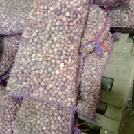 Bawang lanang/tunggal ukuran kecil