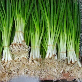 Jual loncang/daun bawang/fragnant partai besar