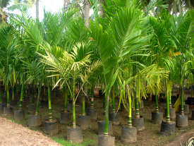 jual pinang jambe.pinang sirih 