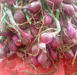 ready bawang merah asli brebes