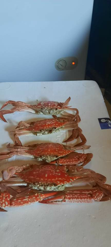 cari kepiting rajungan