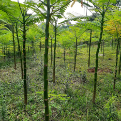 jual pohon pakis Brazil 