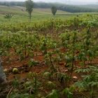 JUAL BERBAGAI MACAM BIBIT SINGKONG