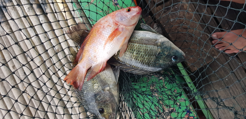 IKAN NILA HITAM DAN MERAH SIAP KONSUMSI