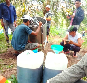 Madu Murni Jenis Lebah Apis Mellifera
