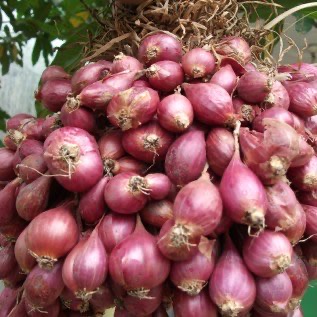 Bawang merah brebes kualitas bagus langsung dari petani