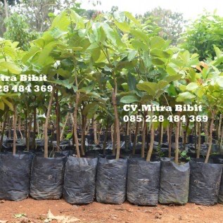 Bibit Kelengkeng Itoh Super Hasil Okulasi Cepat Berbuah
