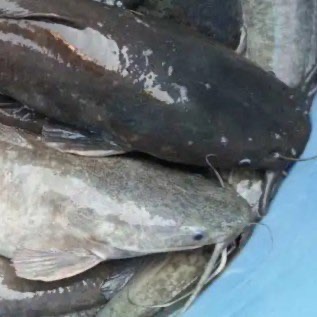 Jual Lele Mutiara