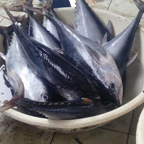 supplayer ikan laut kepiting dan ikanair tawar