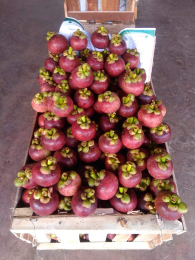 Buah Manggis dri lampung