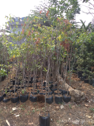 jual pohon bintaro