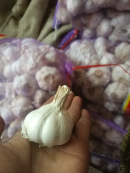 Bawang putih/kating